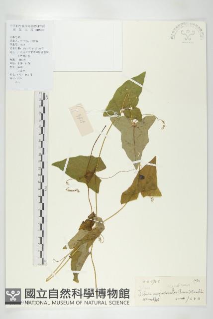 茅瓜藏品圖，第1張