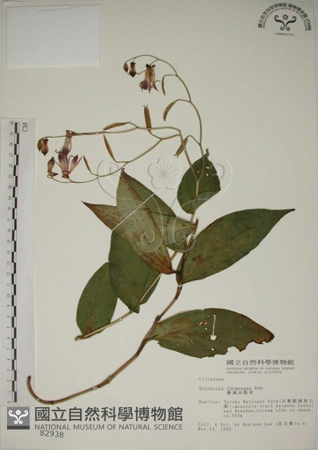 臺灣油點草藏品圖，第1張