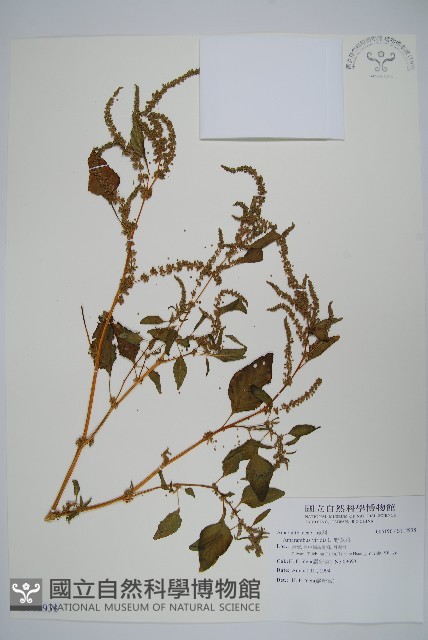 野莧菜藏品圖，第1張