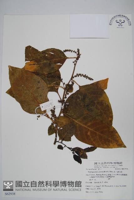 多子漿果莧藏品圖，第1張