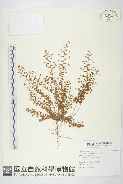 土丁桂藏品圖，第1張