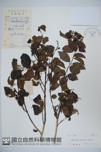 南方莢迷藏品圖，第1張