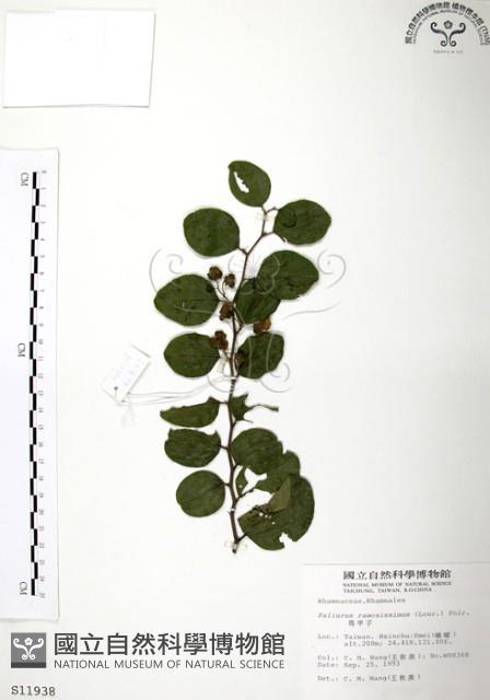 馬甲子藏品圖，第1張