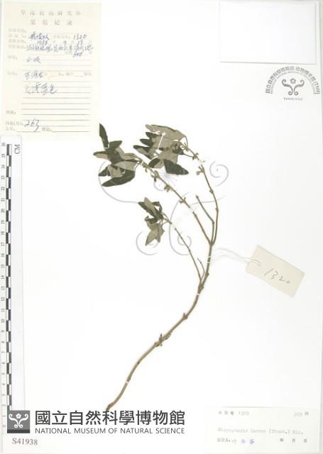 灰葉蕕藏品圖，第1張