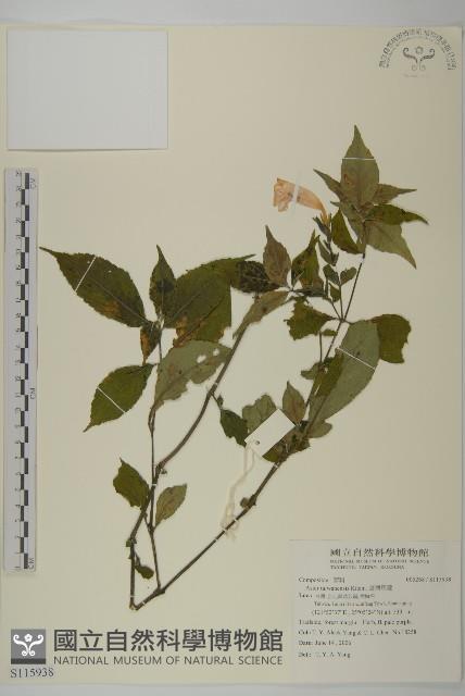 臺灣馬蘭藏品圖，第1張