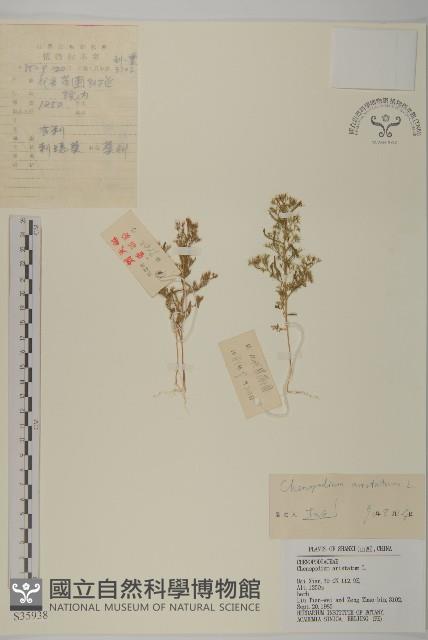 刺藜藏品圖，第1張