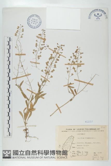 獨行菜藏品圖，第1張