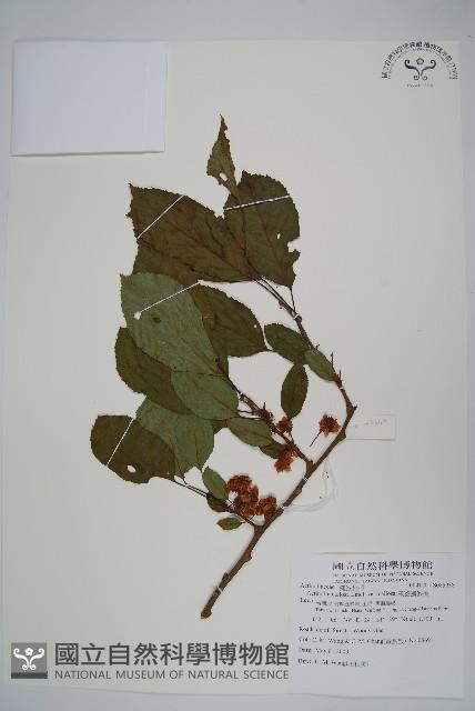 硬齒獼猴桃藏品圖，第1張