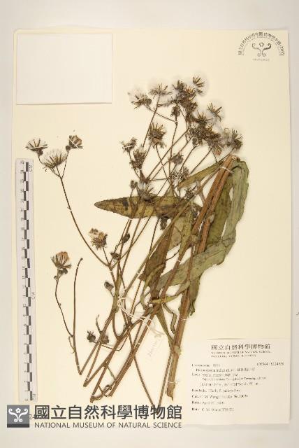 鵝仔草藏品圖，第1張