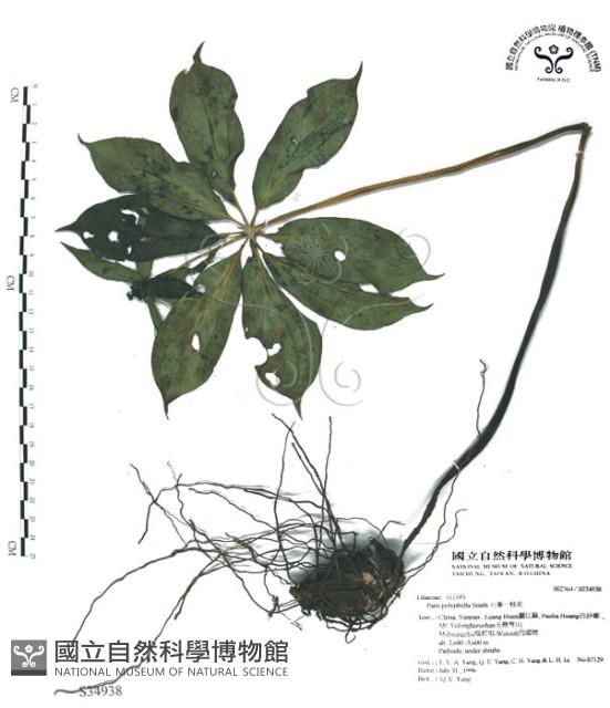 七葉一枝花藏品圖，第1張