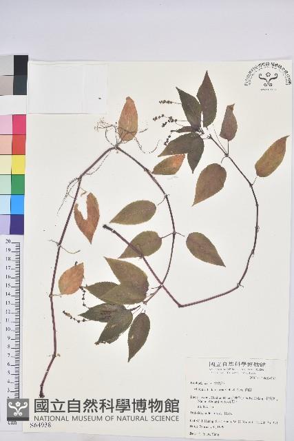 山靛藏品圖，第1張