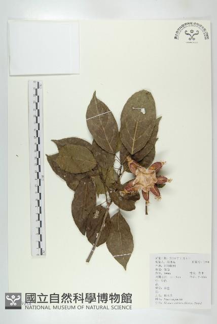 猴歡喜藏品圖，第1張