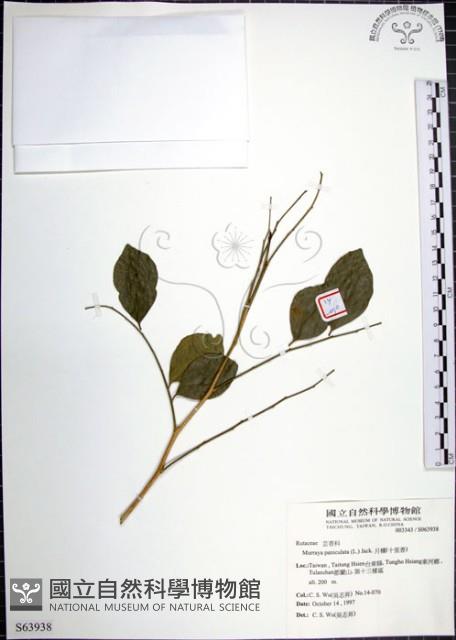 月橘藏品圖，第1張