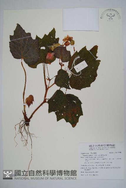 裂葉秋海棠藏品圖，第1張