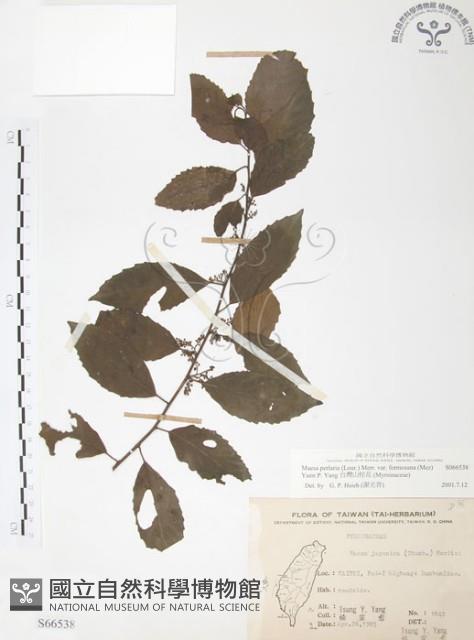 台灣山桂花藏品圖，第1張