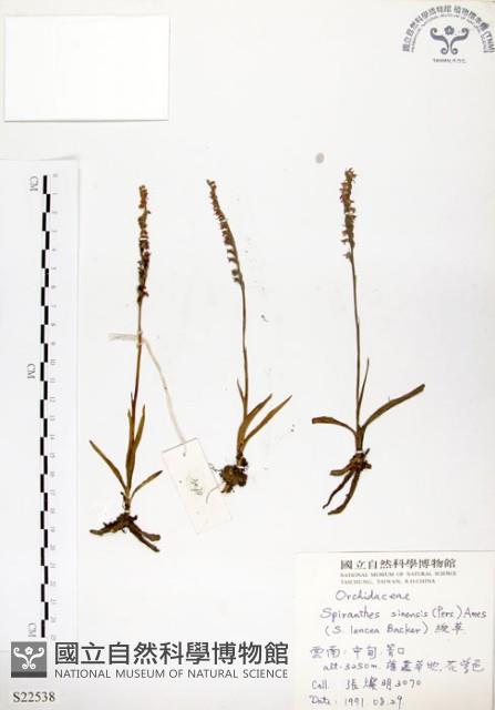 綬草藏品圖，第1張