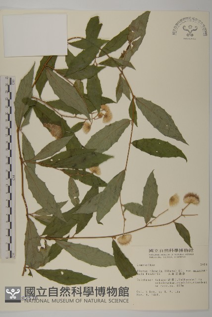 大頭艾納香藏品圖，第1張