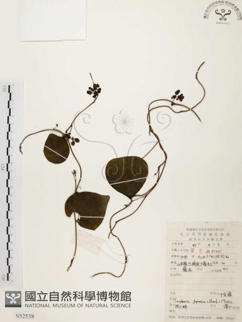 千金藤、金線吊烏龜藏品圖，第1張