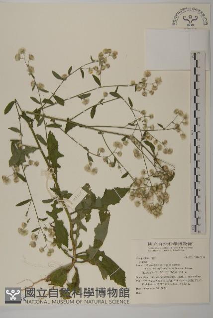 登錄號:S142538藏品圖，第1張