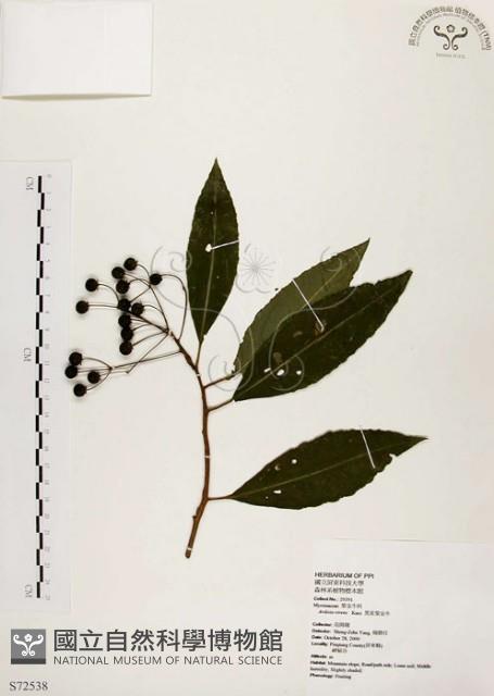 黑星紫金牛藏品圖，第1張