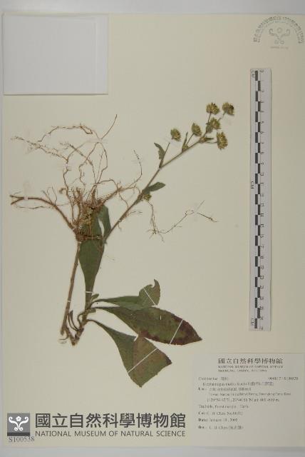 地膽草、毛蓮菜藏品圖，第1張