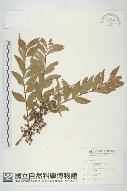 臺灣馬桑藏品圖，第1張