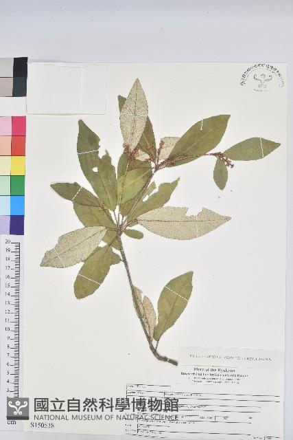 裡白巴豆藏品圖，第1張