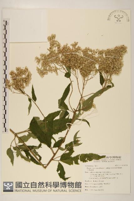 台灣澤蘭藏品圖，第1張