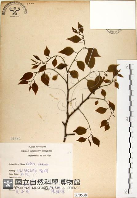 朴樹藏品圖，第1張