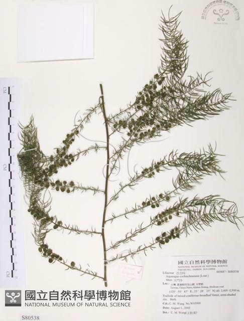 天門冬藏品圖，第1張