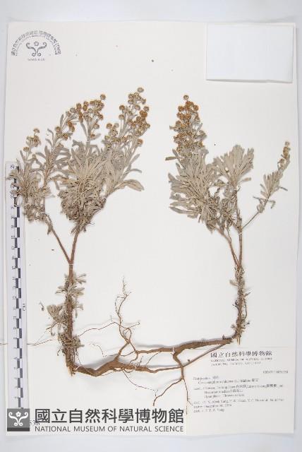 蘄艾、芙蓉菊藏品圖，第1張