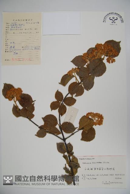 莢迷藏品圖，第1張