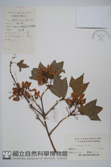 三角楓藏品圖，第1張