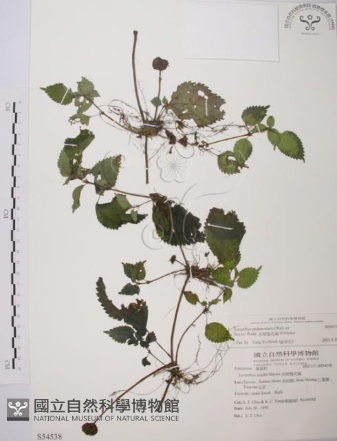 長梗盤花麻藏品圖，第1張