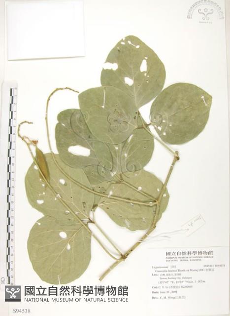 肥豬豆藏品圖，第1張