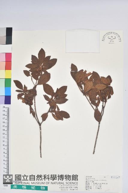 金毛杜鵑藏品圖，第1張