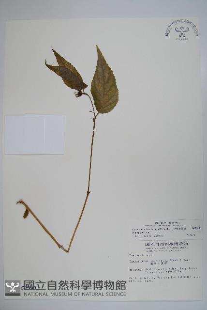 台灣土黨參藏品圖，第1張