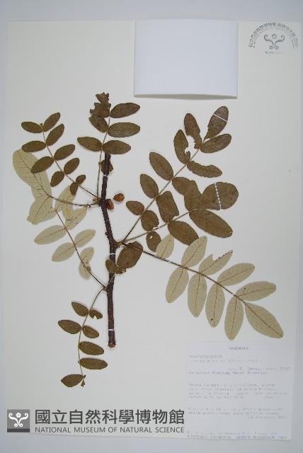 登錄號:S093538藏品圖，第1張