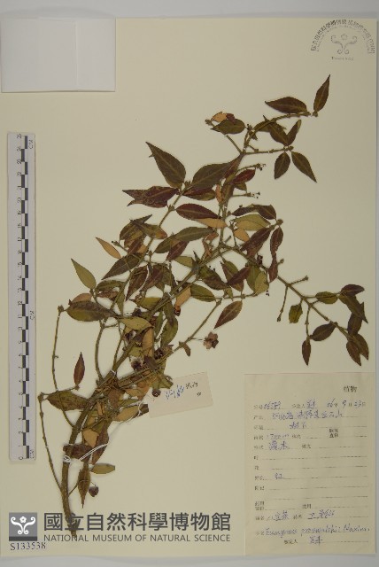 八寶茶藏品圖，第1張