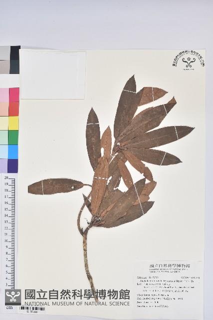 玉山杜鵑藏品圖，第1張