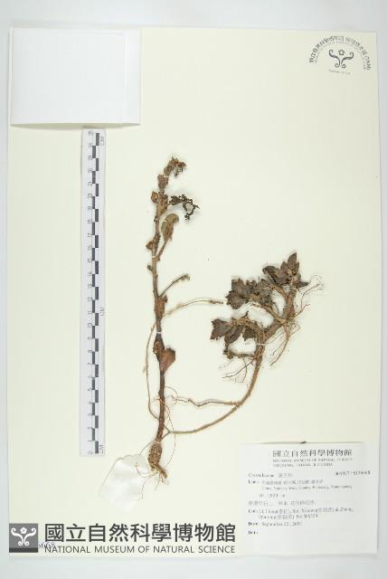 登錄號:S136668藏品圖，第1張