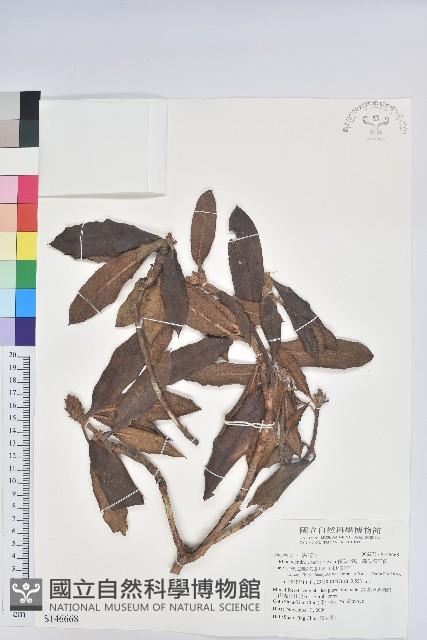 森氏杜鵑、森氏滿江紅藏品圖，第1張