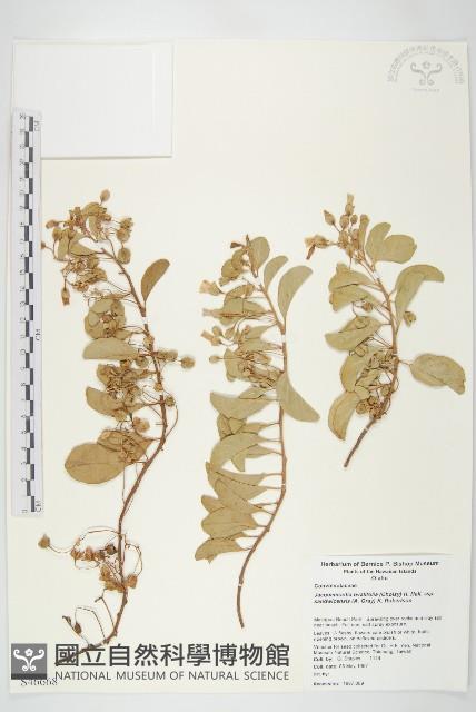 登錄號:S046668藏品圖，第1張