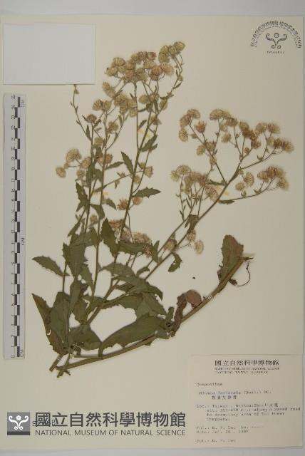 裂葉艾納香藏品圖，第1張