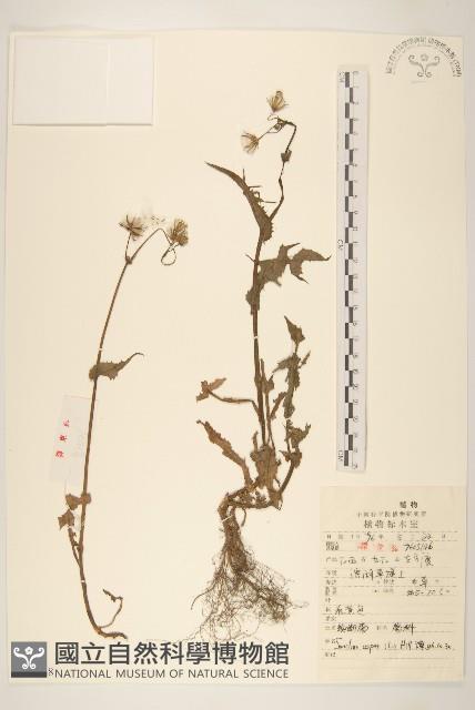 小果菝契藏品圖，第1張