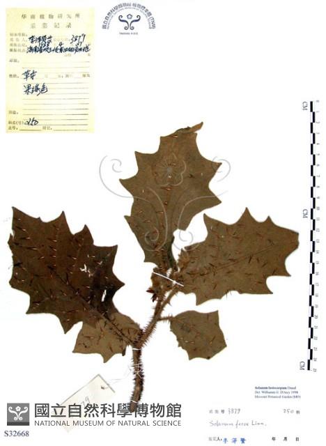 羊不食、毛茄藏品圖，第1張