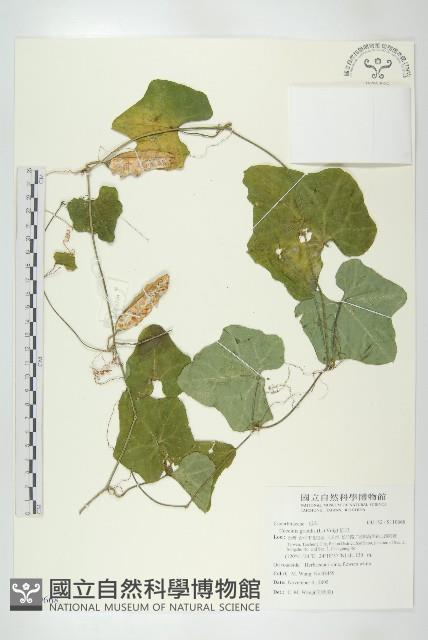 紅瓜藏品圖，第1張