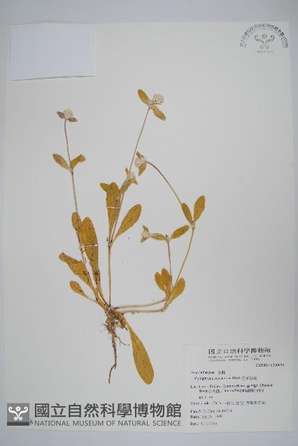 假千日紅藏品圖，第1張