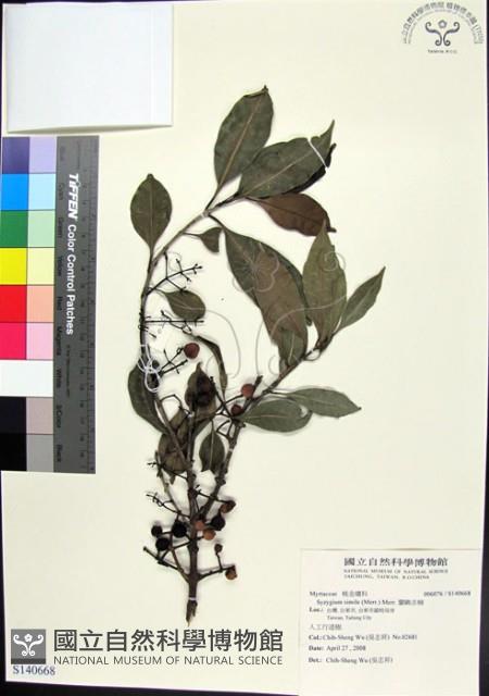 蘭嶼赤楠藏品圖，第1張