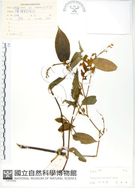 Accession Number:S040668 Collection Image